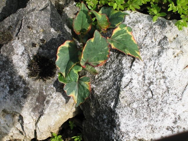 Kameleon